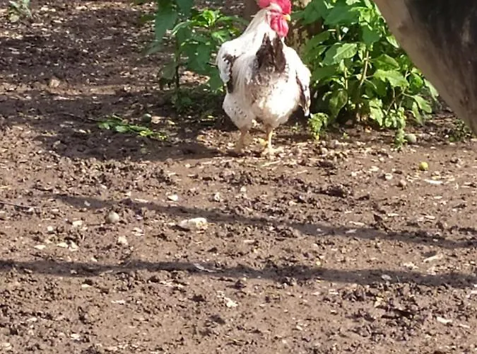 לינה וארוחת בוקר Decri Sparanise